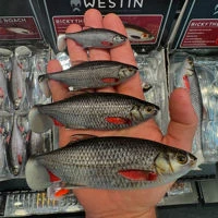 Westin Ricky The Roach Shadtail Lures
